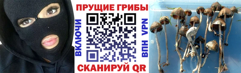 где купить наркоту  Барнаул  Галлюциногенные грибы GOLDEN TEACHER 