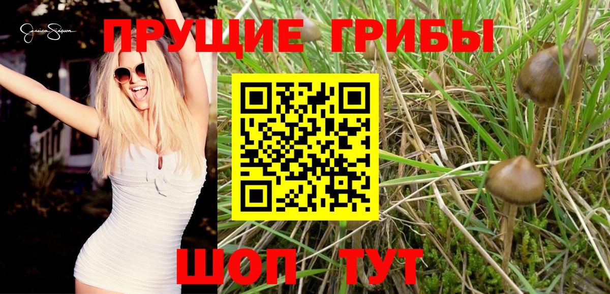 Псилоцибиновые грибы Psilocybine cubensis  Вход с VPN  Барнаул 